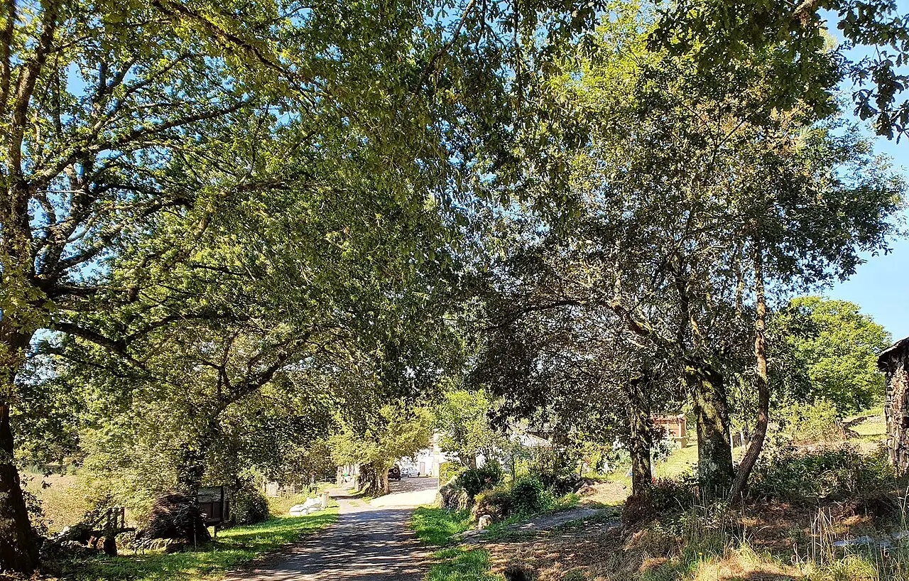 Ligonde, Cammino Francese